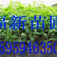 沉香苗 土沉香 土沉香種子 土沉香苗