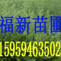 紅豆杉盆景 曼地亞紅豆杉苗 南方紅豆杉 紅豆杉種子 紅豆杉苗木批