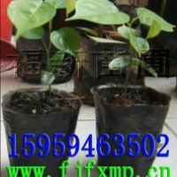 印度紫檀 、印度紫檀種子 印度紫檀苗