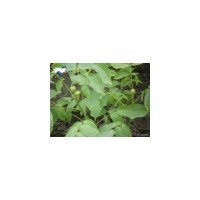 現(xiàn)貨供應(yīng)香椿苗、桐樹苗規(guī)格齊全