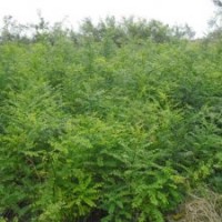 大量供應國槐苗、刺槐苗、紫穗槐