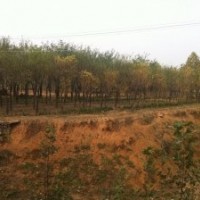 大型綠化苗木基地國槐,皂角,白蠟