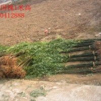 山東直銷2米高速生國槐100萬棵