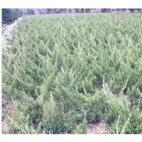 龍柏，龍柏出售，龍柏生產(chǎn)基地