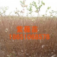 供應(yīng)：紫葉李苗、櫻花苗、西府海棠苗、紫薇苗