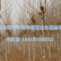 造型法桐樹|法國梧桐種植時(shí)間-濟(jì)寧綠源苗圃