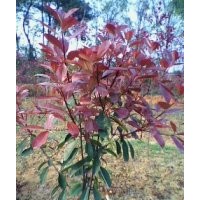 出售紅葉石楠，中華蚊母