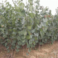 洋紫荊小苗（高1.2——1.6米）