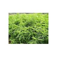 供應山西刺槐苗，刺槐樹，小刺槐苗