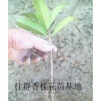 湖北桂花苗批發(fā)，桂花苗銷售