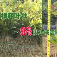 萬信桂花苗基地供應(yīng)桂花小苗