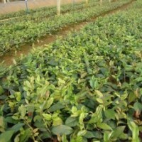 售四季金花茶小苗