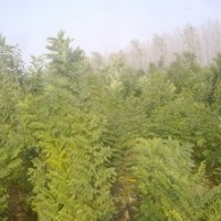 供應速生國槐小苗
