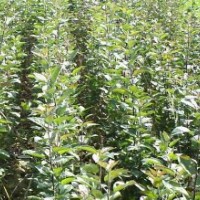 誠信合作社側(cè)拍,海棠,國槐