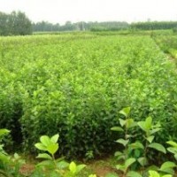 供應(yīng)山西海棠苗