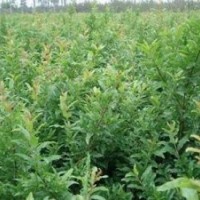 石榴苗、泰山紅石榴苗