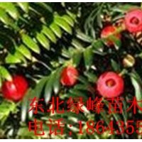 東北紅豆杉苗，紅豆杉苗，紅豆杉種子，紅豆杉苗價(jià)格，吉林紅豆杉