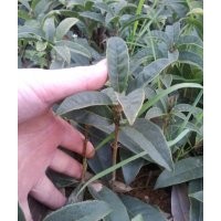 2012年?duì)钤t丹桂春季扦插苗售中