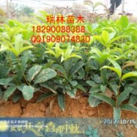 供應(yīng)四季紅桂花