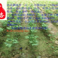 出售銀杏樹小苗