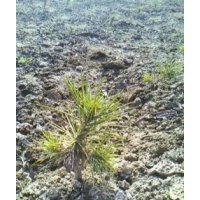 白皮松 樹(shù)苗