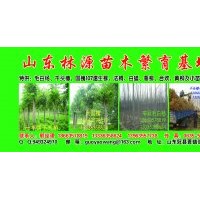 毛白楊，國槐，椿樹，107，法桐，榆樹