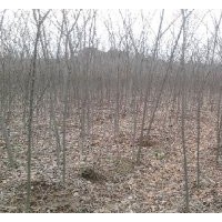 出售櫸樹、桂花、劍麻、欒樹、三角楓、紅楓、雞爪槭