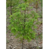 供應(yīng)水杉苗