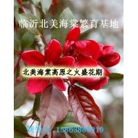 大葉北美海棠 絢麗海棠 冬紅海棠 西府海棠 梨樹苗 桃樹苗