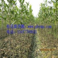 苗圃桂花樹苗批發(fā)100-120CM金桂、銀桂、八月桂300珠包郵