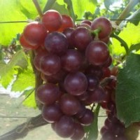 白城巨峰葡萄苗種植基地出售大量一等巨峰葡萄苗