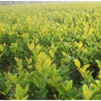 供應(yīng)綠化小苗紅花繼木,金森女貞,龜甲冬青