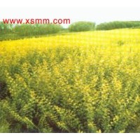 金森女貞容器苗木等優(yōu)惠供應(yīng)