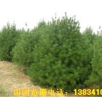 供應(yīng)山西絳縣白皮松，容器袋白皮松，白皮松種子，白皮松占地苗