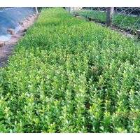 江蘇沭陽(yáng)永康苗業(yè)批發(fā)供應(yīng)瓜子黃楊小苗 床苗 量大 物美價(jià)廉