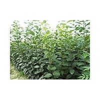 供應(yīng)核桃苗 國槐苗 皂角苗 山桃苗