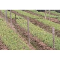 供應(yīng)雪松小苗