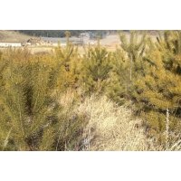 出售定植樟子松，80-1.2米，30萬棵.1.2-1.5米， 20萬棵