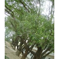 供應(yīng)樟木苗 香樟苗 香樟樹 樟木樹