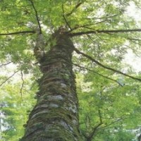 供應(yīng)任豆樹苗 任豆樹種子 任豆樹