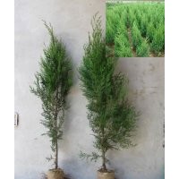 龍柏 側(cè)柏 黑松 油松 雪松 北海道黃楊 銀杏樹(shù) 黃櫨