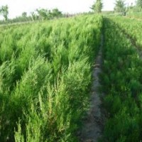 大量供應側(cè)柏苗