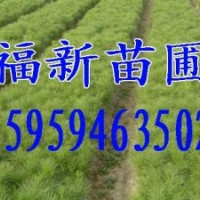 濕地松苗,木荷苗,紅豆杉苗,光皮樺苗,香樟苗,無患子苗,羅漢松苗