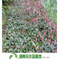 紅葉石楠,紅葉石楠價格,湖南紅葉石楠價格