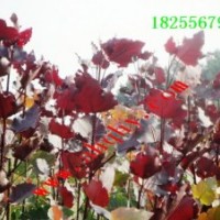 全紅楊 擁有苗木基地1萬余畝