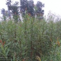 出售彩柳，青柳，條柳，杞柳，鹽柳