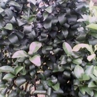 天竺桂芽苗50萬，巴西蜜橘小苗50萬