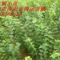 常年供應(yīng)北欒，木瓜，元寶楓，杜仲小苗，辛夷，流蘇種子。