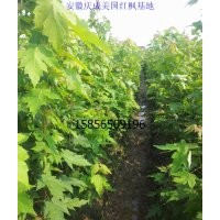 美國(guó)紅楓小苗