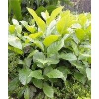 白玉蘭苗白玉蘭樹苗白玉蘭小苗0.5-1米高大量熱銷